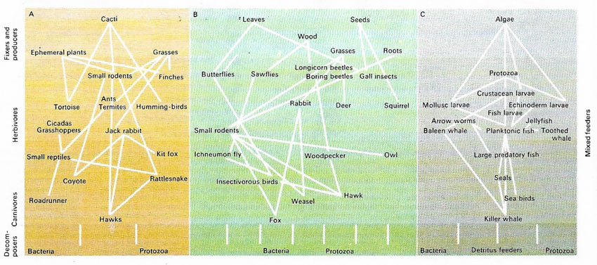 Foods webs