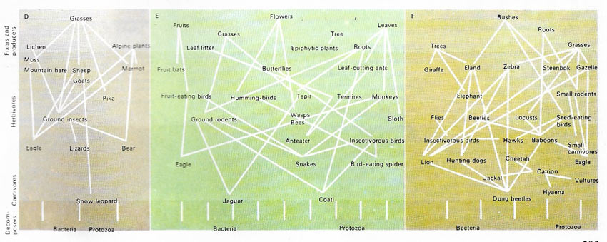 Foods webs