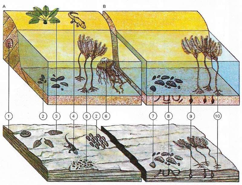 Types of fossil assemblage