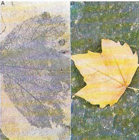 Fossilized leaf