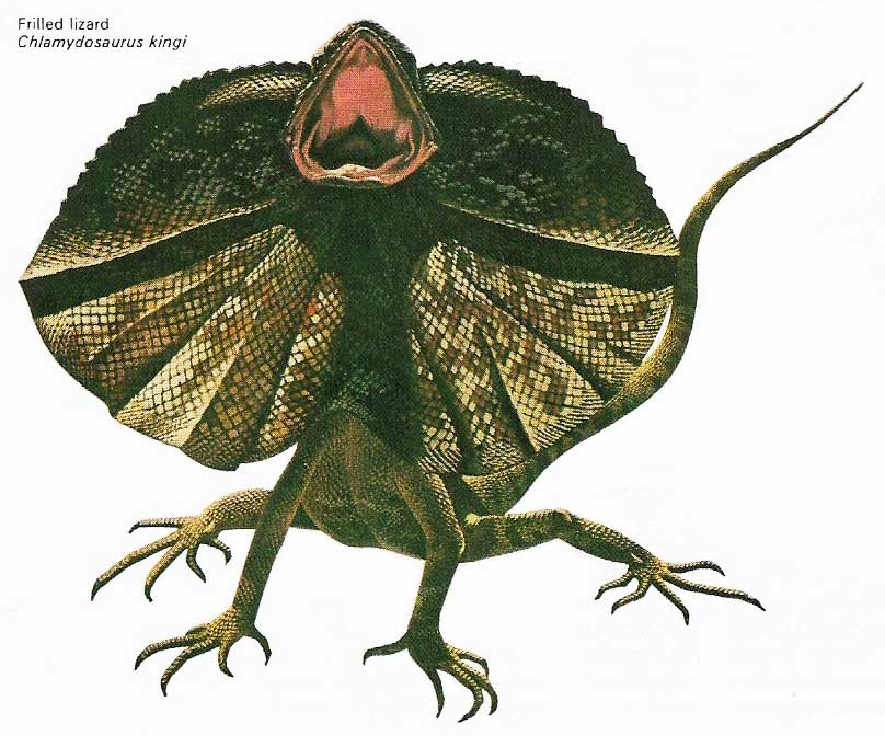 frilled lizard