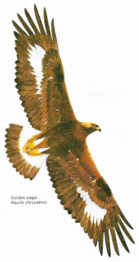 Golden eagle