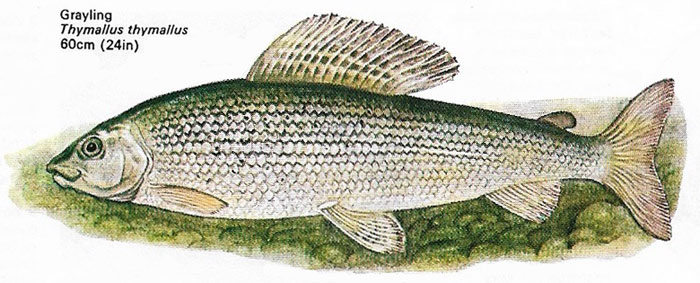 Grayling