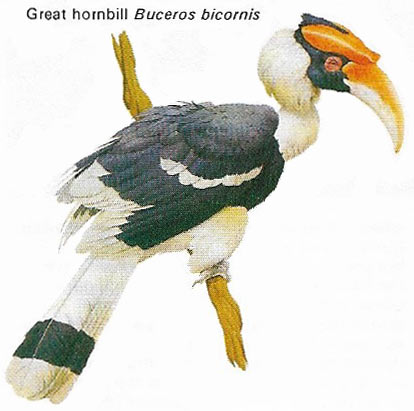 Great hornbill