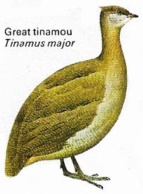 Great tinamou