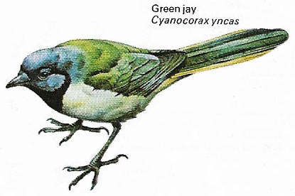 Green jay