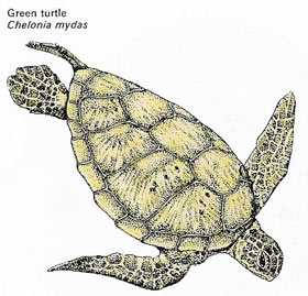 Green turtle