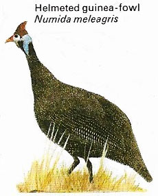 Helmeted guineafowl