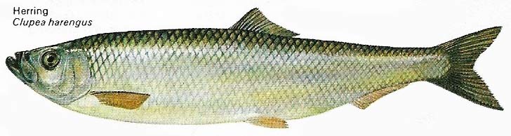 One of man's most important food fish is the herring.