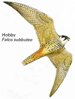 Hobby