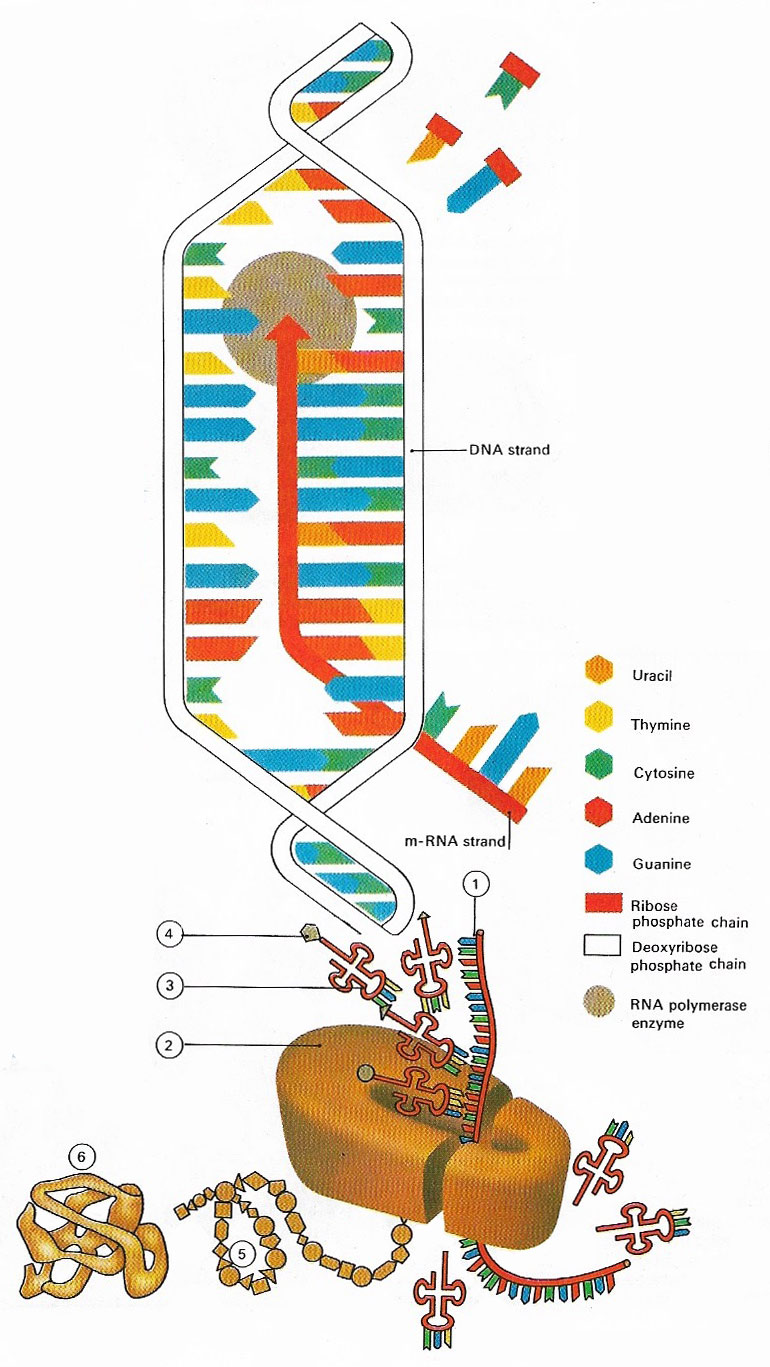 How messenger RNA is made