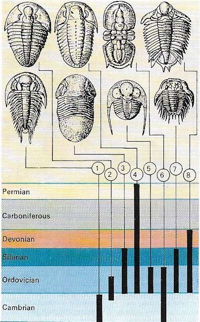 Index fossils