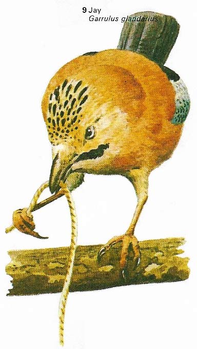 Ability to adapt to a novel situation is demonstrated by jays and other birds that can be taught to obtain food attached to a string by pulling up the string and anchoring it with a foot.