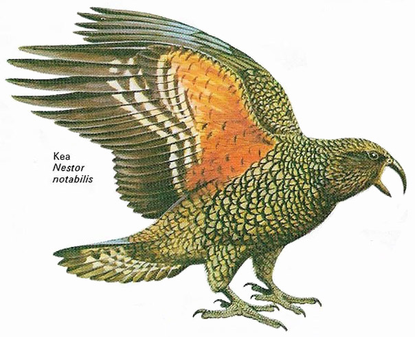 Kea