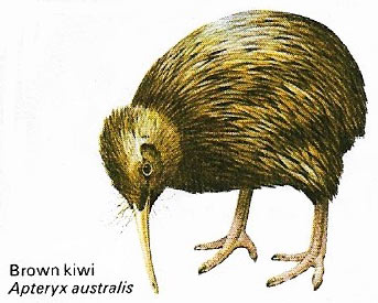 Kiwi