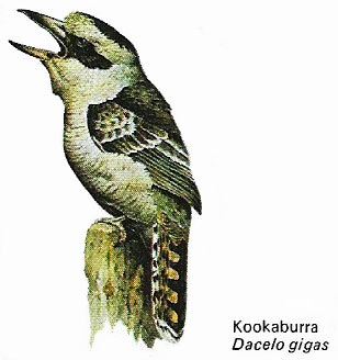 Kookaburra