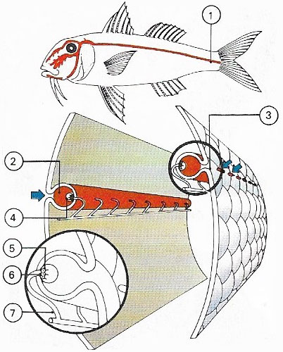 Lateral line diagram