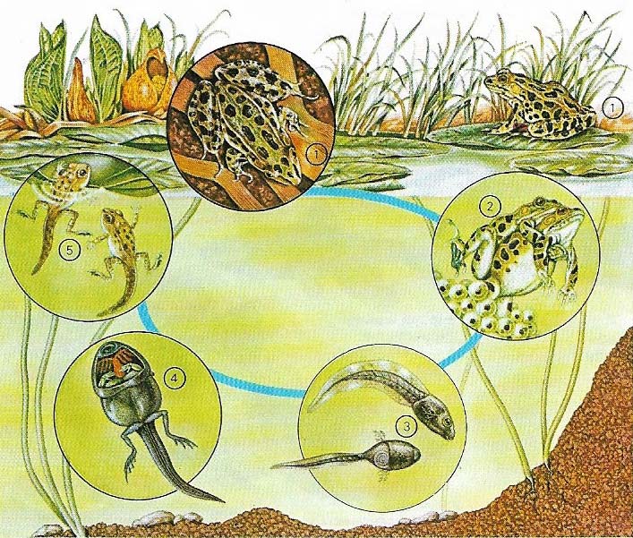 Life cycle of leopard frog