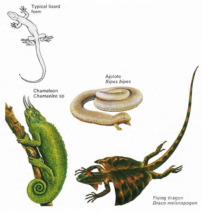 Lizards have adapted to many different environments