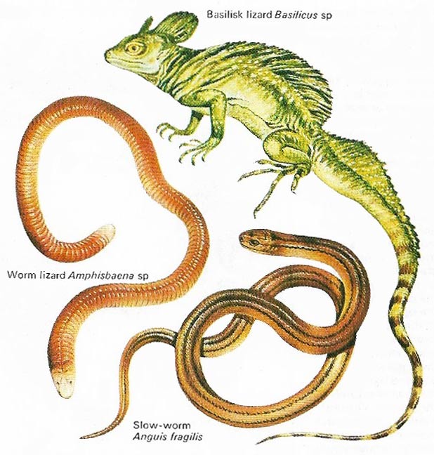 types of lizards chart