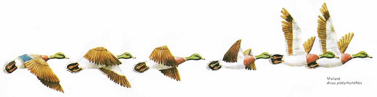 The wing movements of the mallard (Anas platyrhynchos) show something of the intricacies of flapping flight.