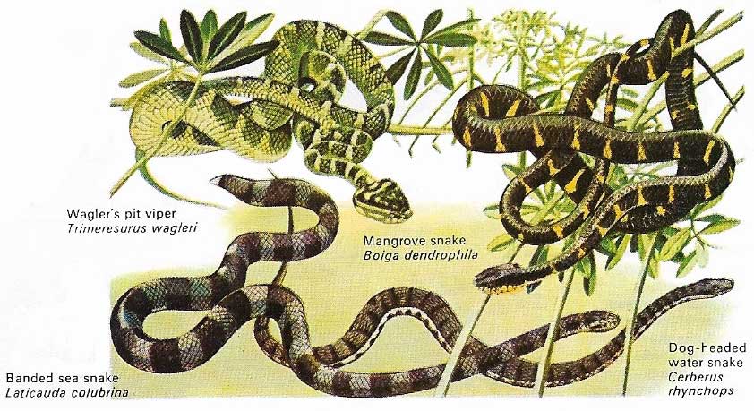 mangrove-dwelling snakes