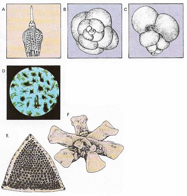 Marine sediment constituents