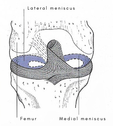 Menisci of the knee
