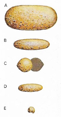 Microorganisms vary greatly in size.