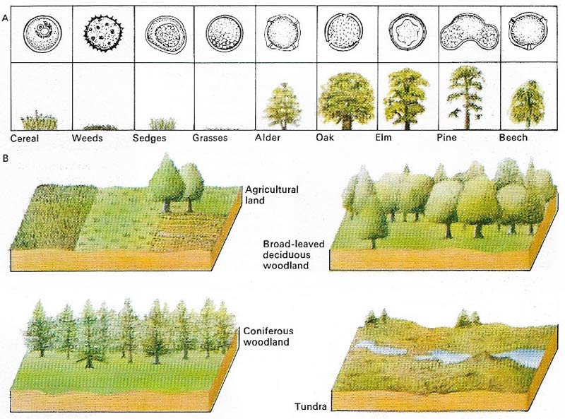 Microscopic fossils