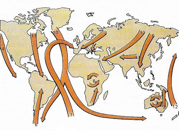 Migratory paths of birds