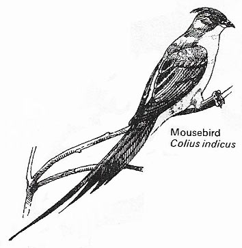 Mousebird