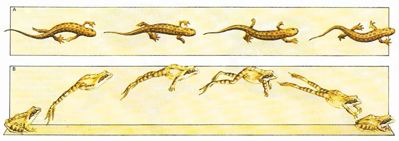 Amphibians move on land by various methods.