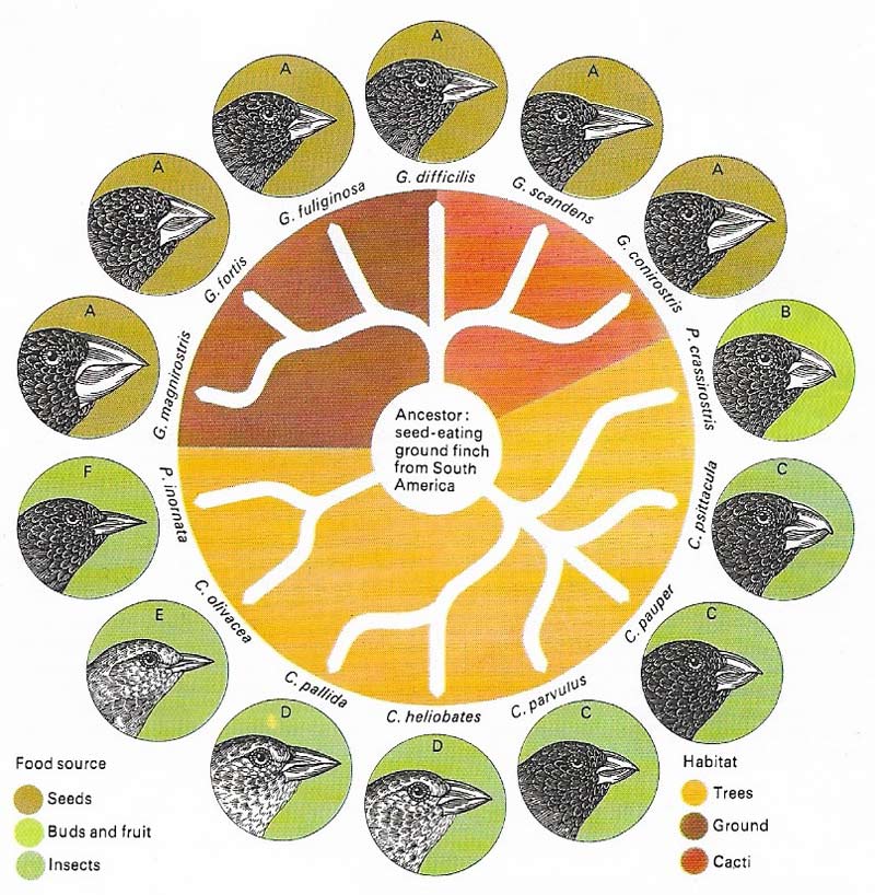 natural selection and mutation