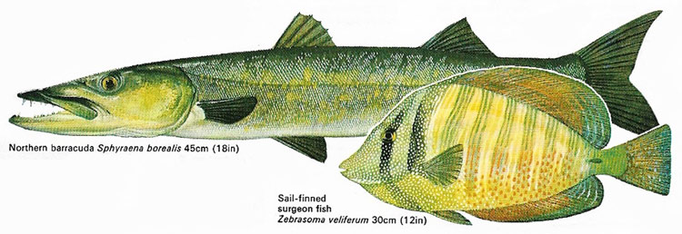 Northern barracuda and sail-finned surgeon fish