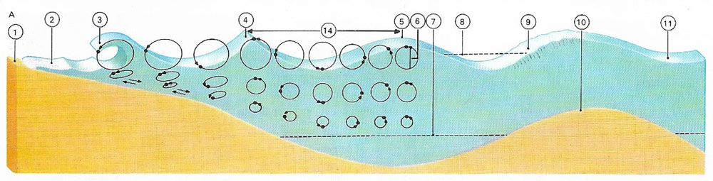 Features of water waves