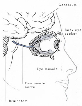 Location of oculomotor nerve