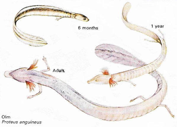 The olm (Proteus anguineus) is a neotenpus amphibian that lives in caves.