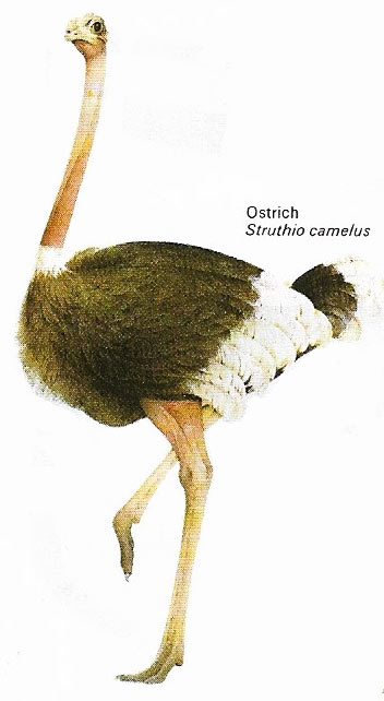 Ostrich