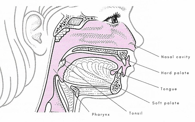 Hard and soft palate