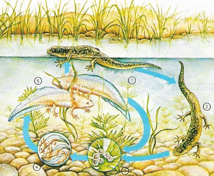 Pedogenesis in the Mexican salamander