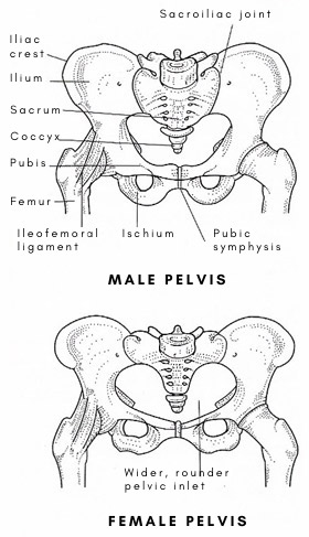 Male vs Female Pelvis Differences Anatomy Skeleton Shape 