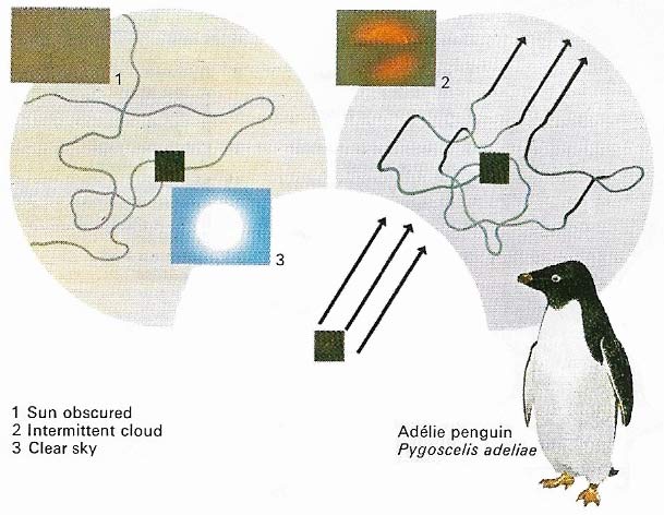 How penguins navigate