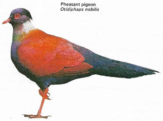 Pheasant pigeon