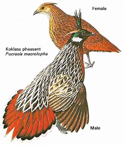 Pheasant sexual dimorphism