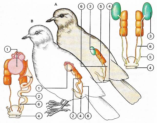 Male and female pigeon urinogenital systems