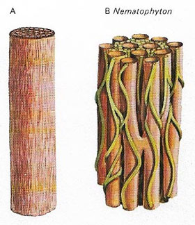 Plant vascular system