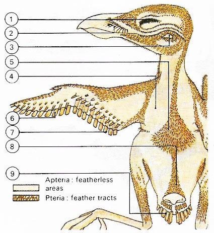  The plumes, coverts and contour feathers of most birds grow from the skin in definite tracts.