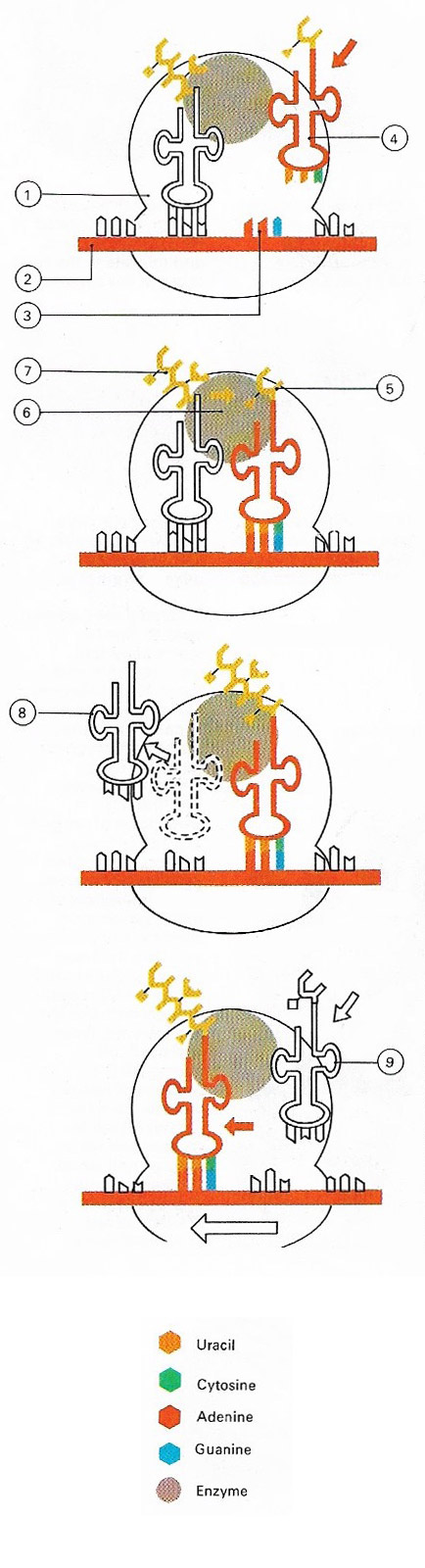 protein synthesis