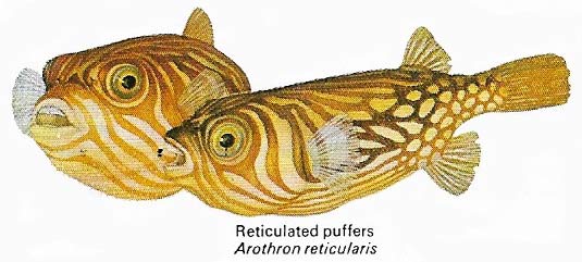 The ability to blow themselves up when danger threatens has given the puffer fish their name. Puffers tend to be aggressive but fights between individuals seldom prompt full distension.